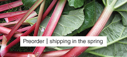 Rhubarb - Preorder - Shipping in the Spring