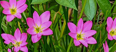 Specialty Bulbs - Preorder - Shipping in the Spring