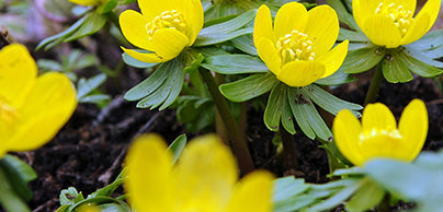 Specialty Bulbs - Preorder - Shipping in the Spring