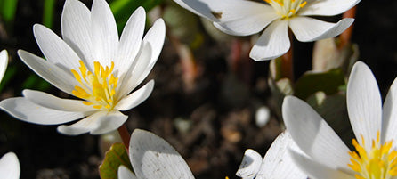 Wildflowers 