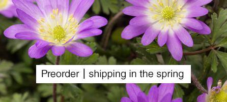 Anemones - Preorder - Shipping in the Spring