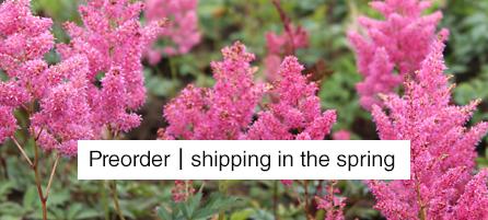 Astilbe - Preorder - Shipping in the Spring