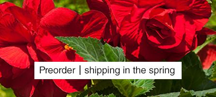 Begonias - Preorder - Shipping in the Spring