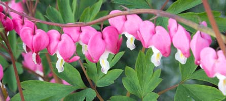 Bleeding Hearts - Dicentra - Preorder - Shipping in the Spring