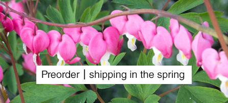 Bleeding Hearts - Dicentra - Preorder - Shipping in the Spring