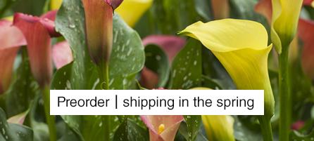 Calla Lilies - Preorder - Shipping in the Spring