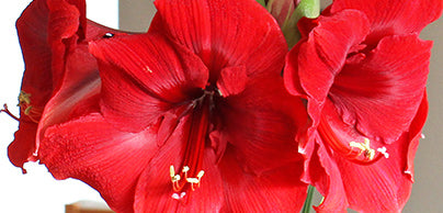 Amaryllis Bulbs - Non-Waxed