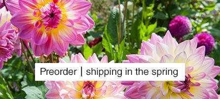 Dahlias - Preorder - Shipping in the Spring