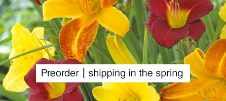 Daylilies  - Preorder - Shipping in the Spring