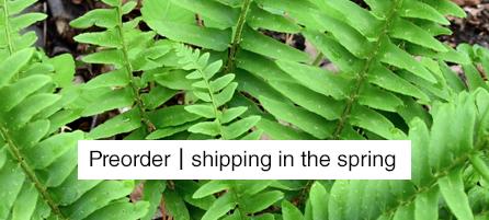 Ferns - Preorder - Shipping in the Spring