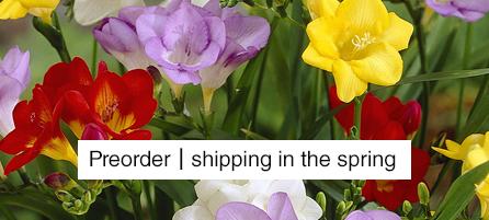 Freesia - Preorder - Shipping in the Spring