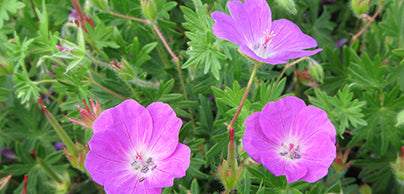 Geraniums