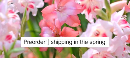 Gladiolus - Preorder - Shipping in the Spring