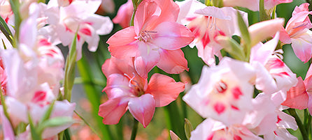 Gladiolus - Preorder - Shipping in the Spring