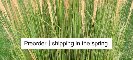 Grasses - Preorder - Shipping in the Spring