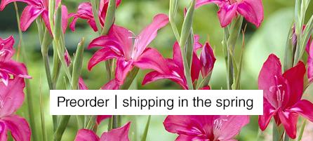 Hardy Gladiolus  - Preorder - Shipping in the Spring