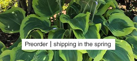 Hostas - Preorder - Shipping in the Spring