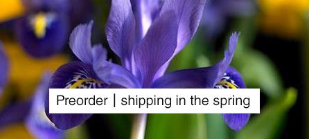 Iris - Preorder - Shipping in the Spring