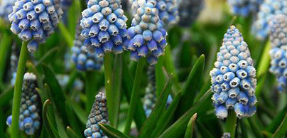 Muscari