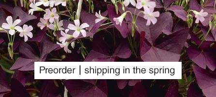 Oxalis - Preorder - Shipping in the Spring