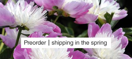 Peonies - Preorder - Shipping in the Spring