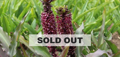 Pineapple Lilies Sold Out