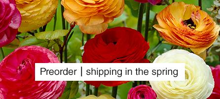 Ranunculus - Preorder - Shipping in the Spring