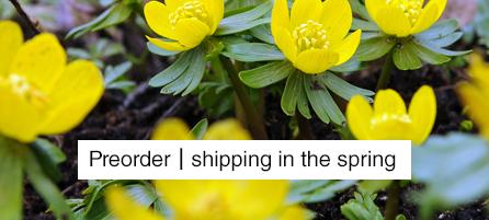 Specialty Bulbs - Preorder - Shipping in the Spring