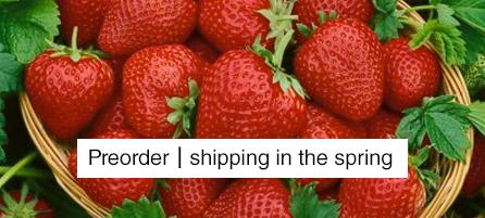 Strawberries - Preorder - Shipping in the Spring