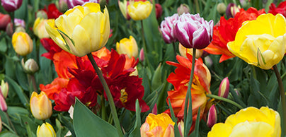 Tulips