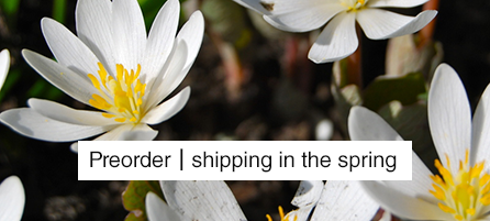 Wildflowers - Preorder - Shipping in the Spring