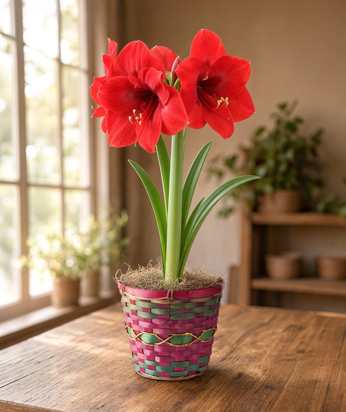 Magnificent Amaryllis Bulb Gift