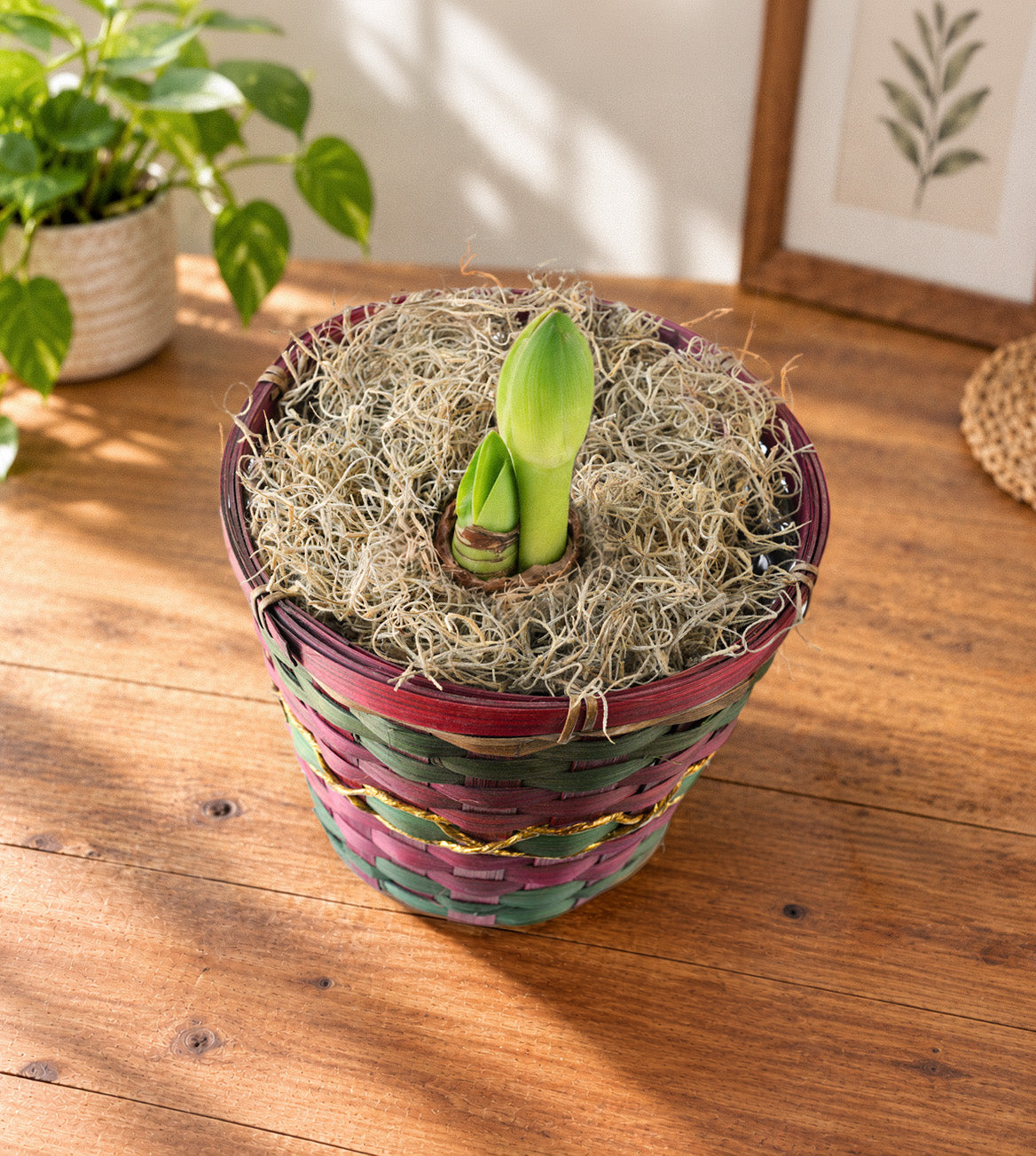 Magnificent Amaryllis Bulb Gift