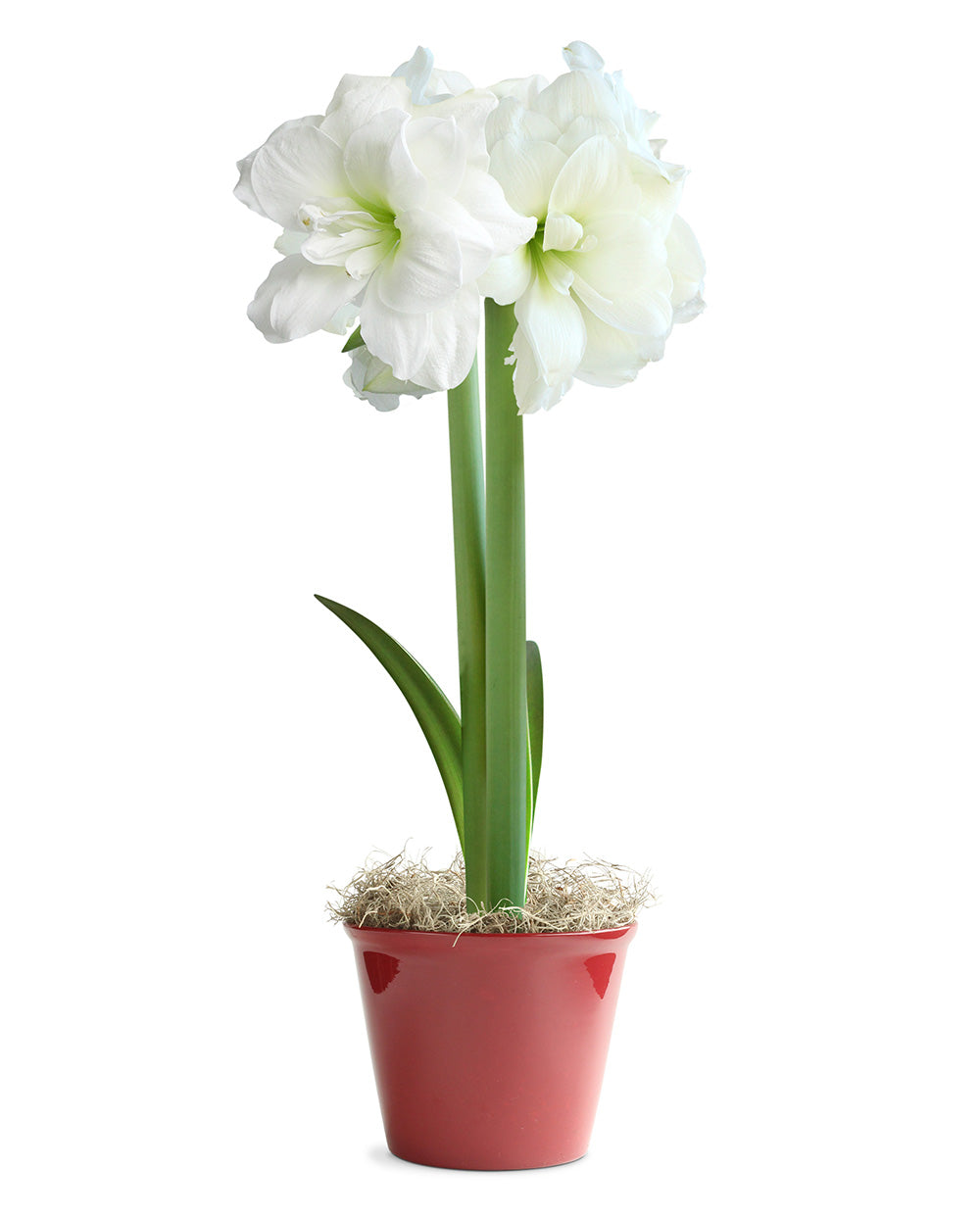 White Amaryllis in Red Pot