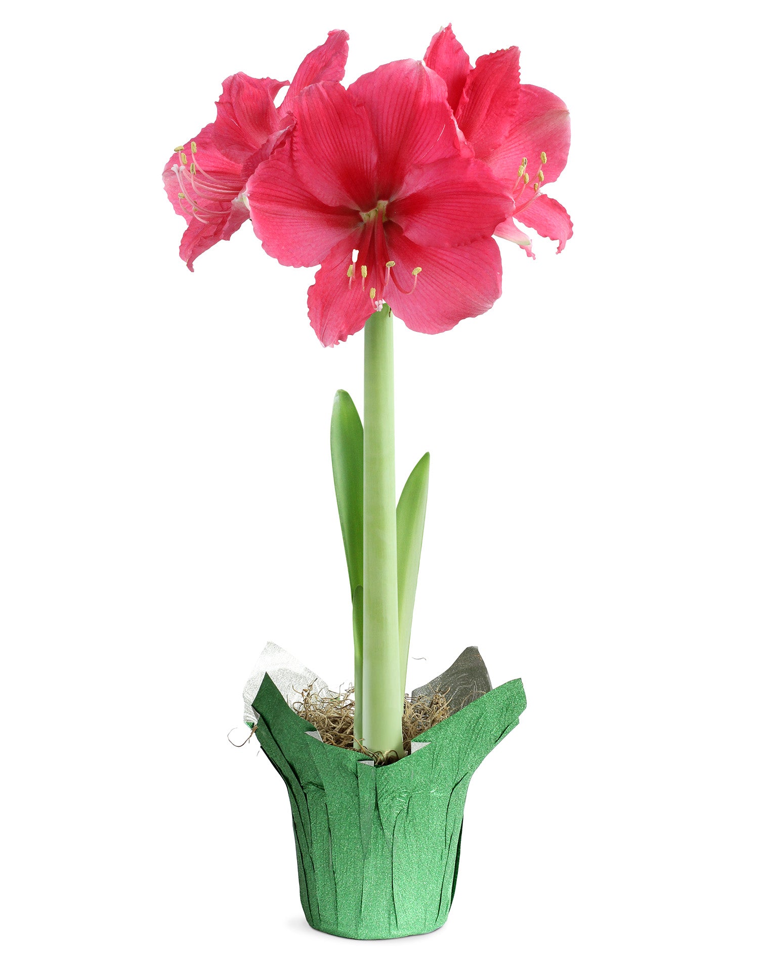 Pink Amaryllis in Glittery Green Foil