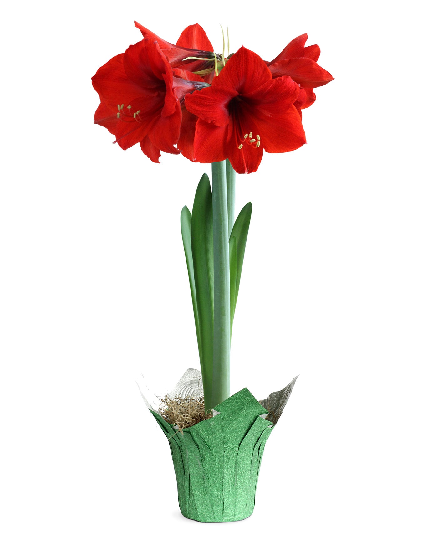 Red Amaryllis in Glittery Green Foil