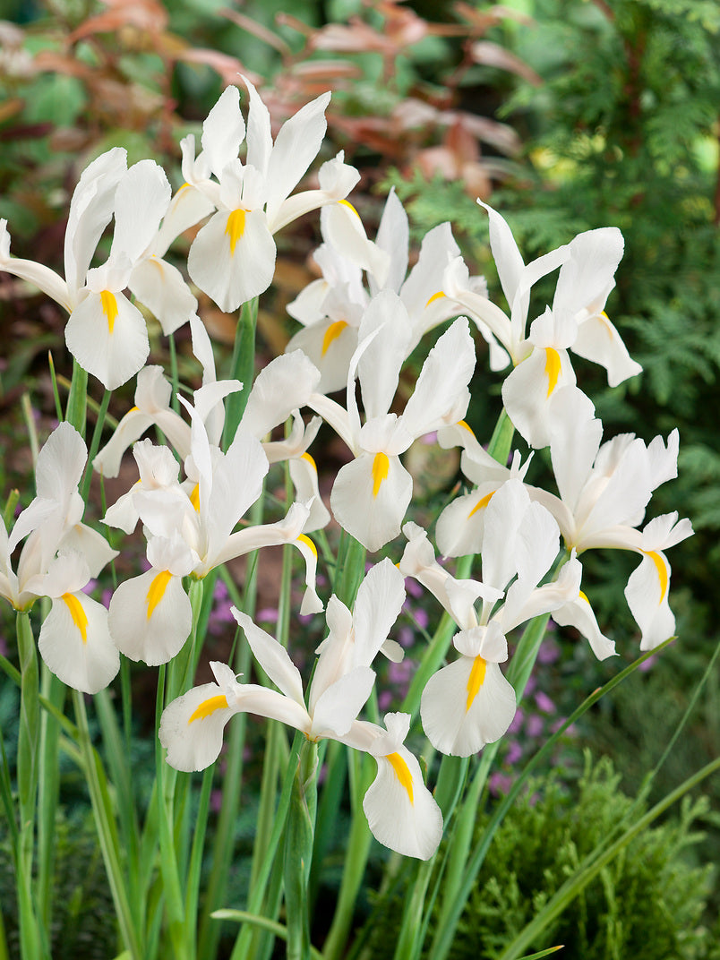 White Excelsior Iris hollandica - 10 bulbs