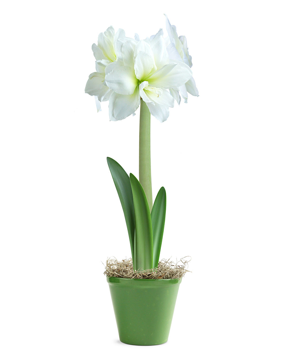 White Amaryllis in Green Pot