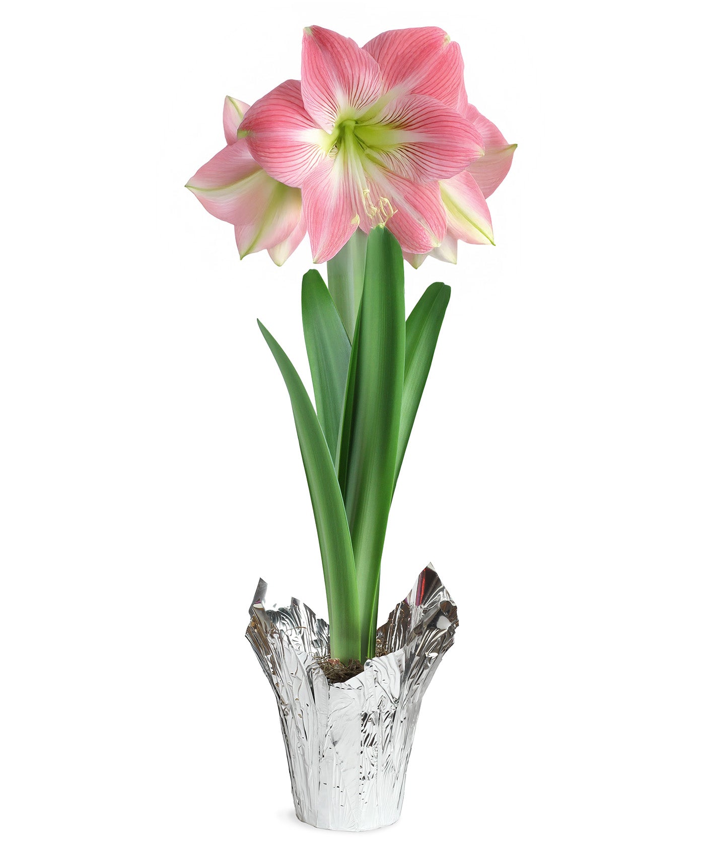 Pink Amaryllis in Silver Foil