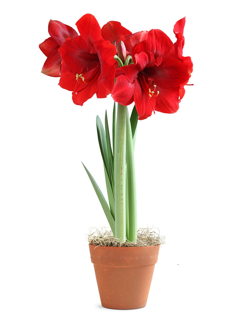 Red Amaryllis in Faux Terracotta