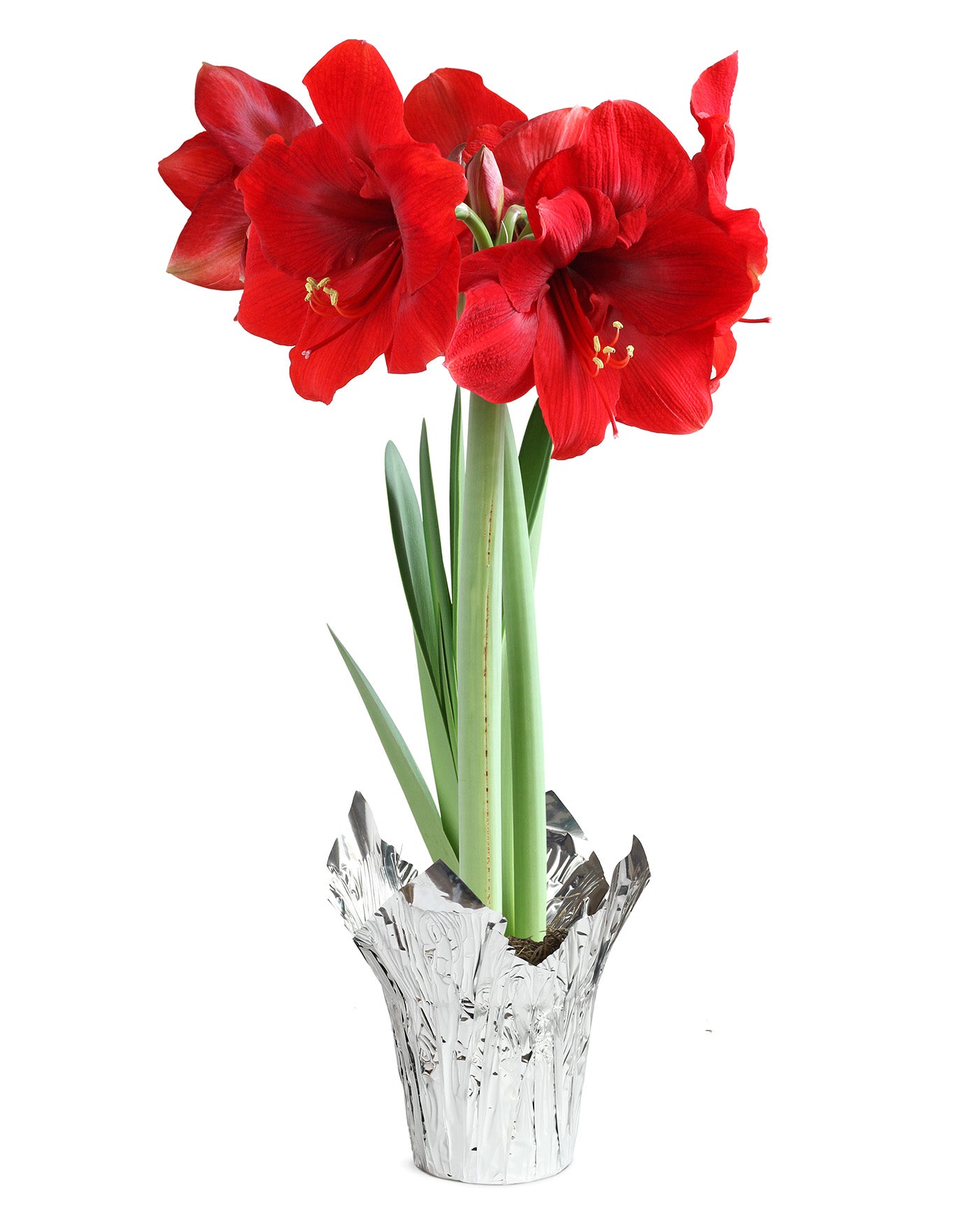 Red Amaryllis in Silver Foil