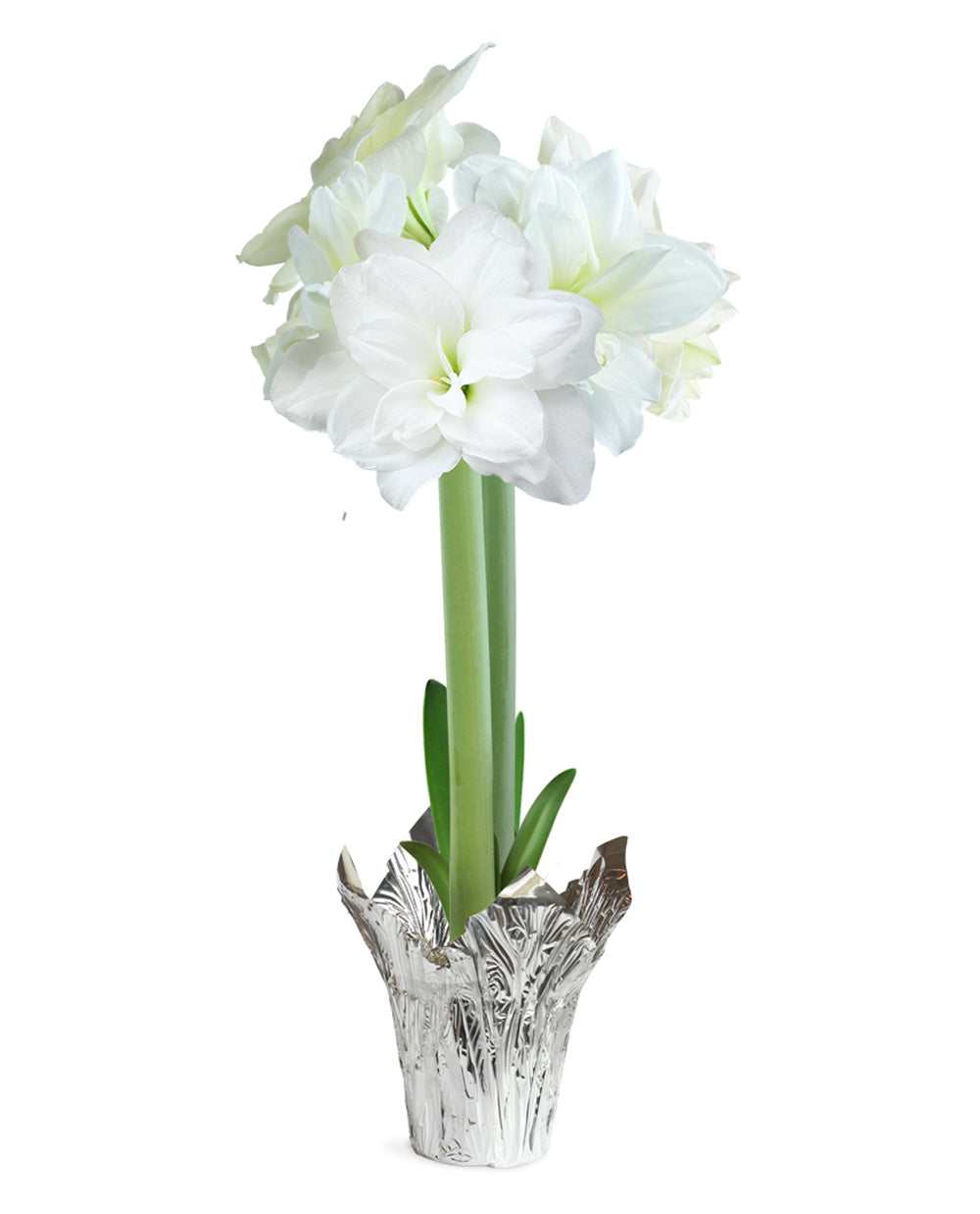 White Amaryllis in Silver Foil