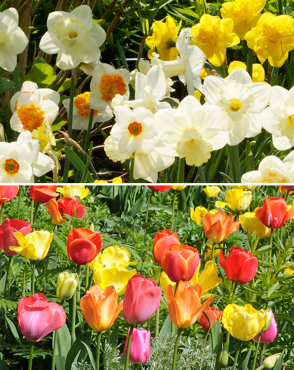 20 Bulb Collection - Mixed Darwin Tulips (10) Mixed Daffodils (10)