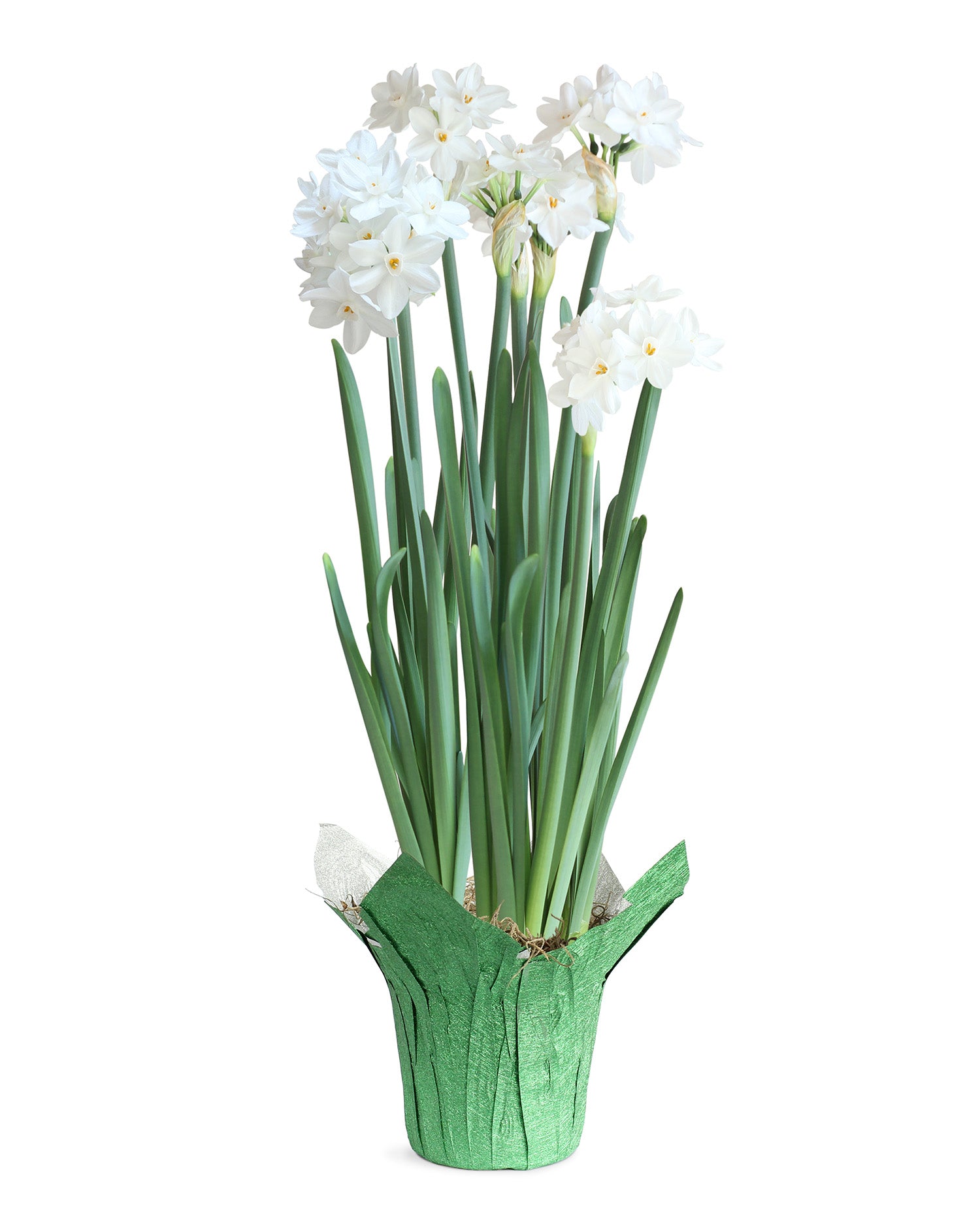 Paperwhites in Glittery Green Foil