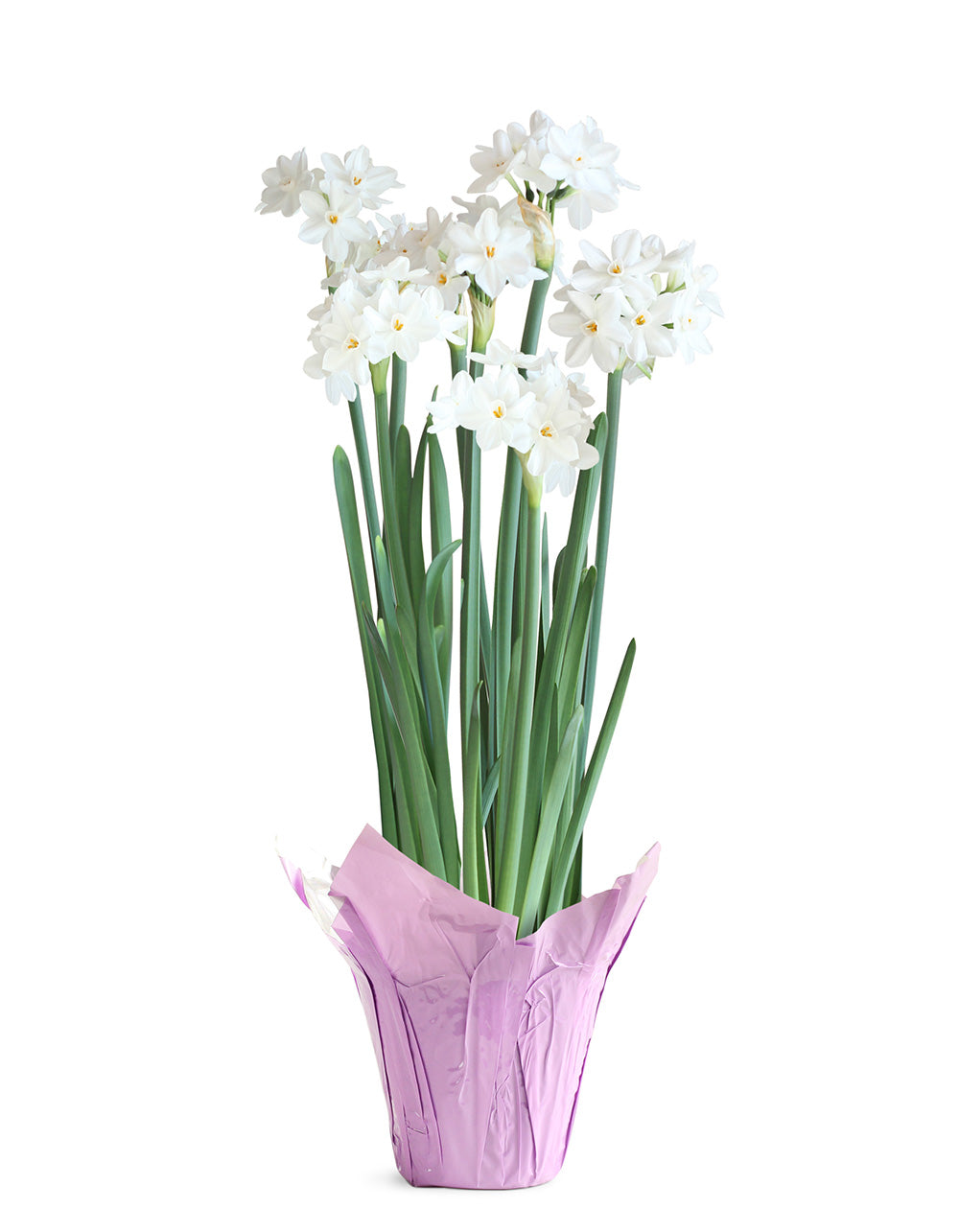 Paperwhites in Lavender Foil