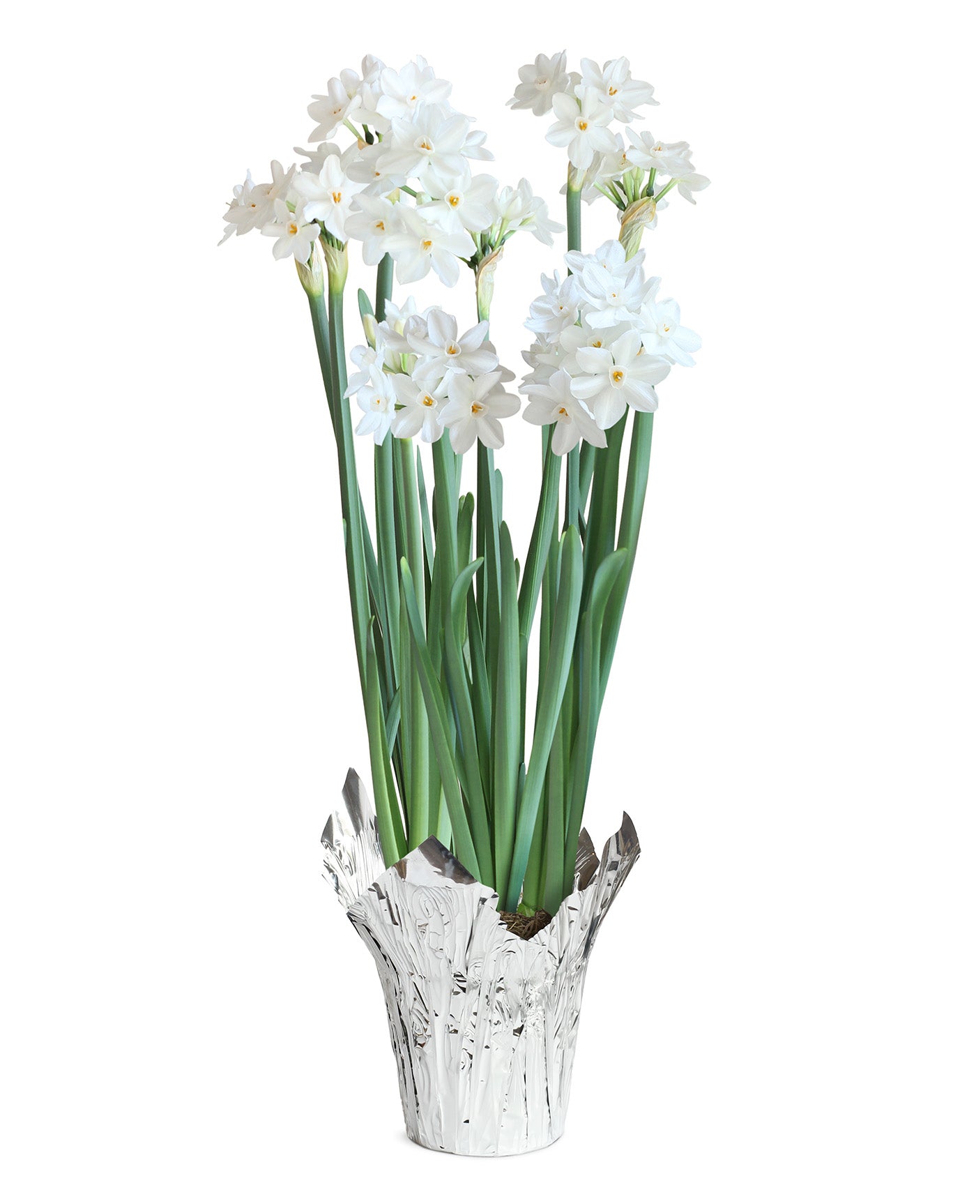 Paperwhites in Silver Foil