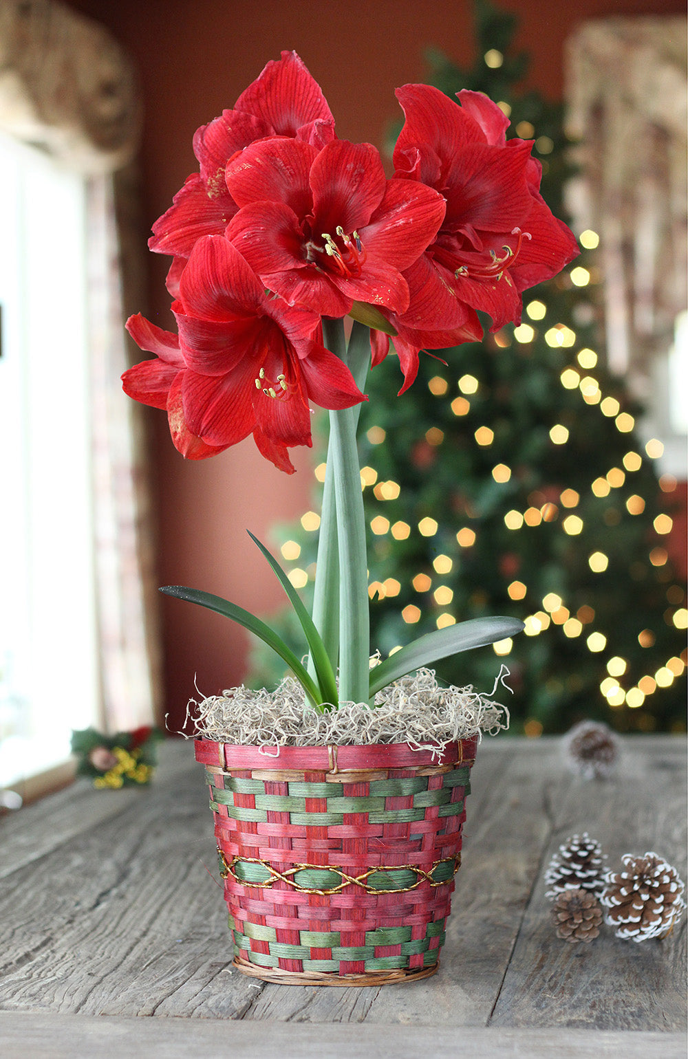 Magnificent Amaryllis Bulb Gift