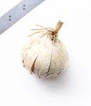 Ambassador Allium - 1 bulb