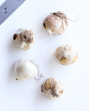 Graceful Beauty® Allium - 5 bulbs