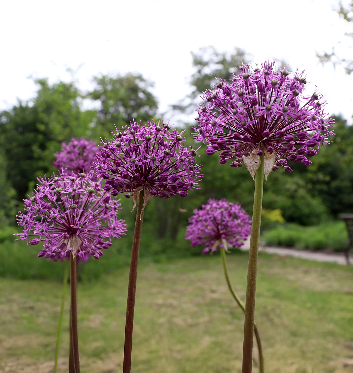 Giant Allium Purple Sensation - 5 bulbs
